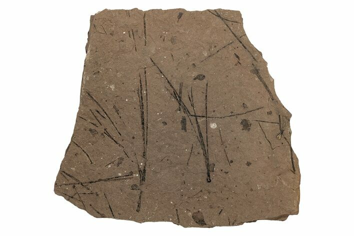 Plate of Fossil Pine Needles (Pinus) - McAbee Fossil Beds, BC #215725